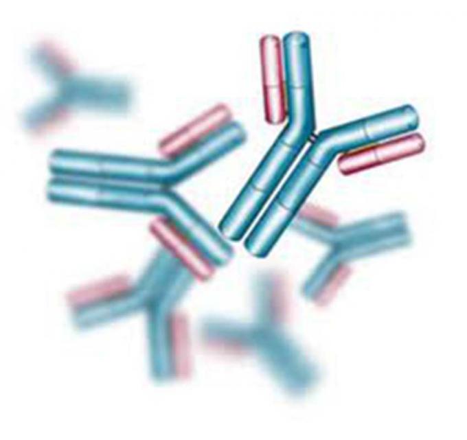 マウスの FIA の試金のための反バルビタールのハイブリドーマの Monoclonal 抗体