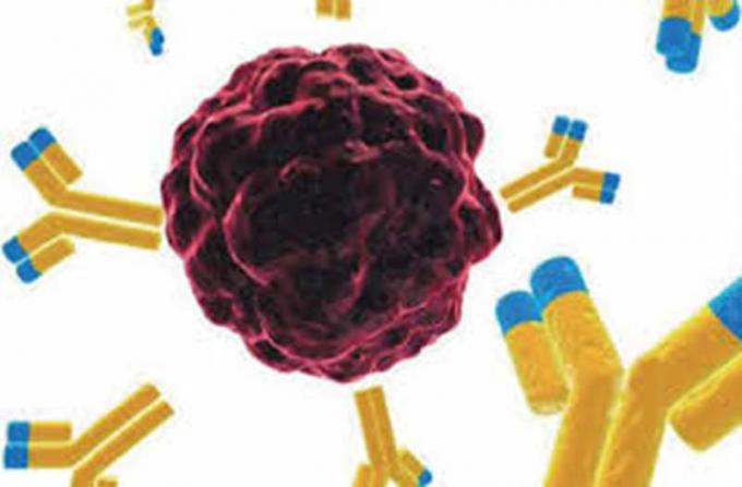 マウスの IVD の研究のための反ベンゾジアゼピンのハイブリドーマの Monoclonal 抗体