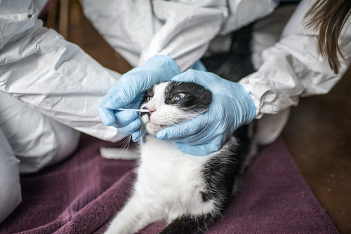 Latest company news about タイで見つけられるCovid猫に人間のリンク