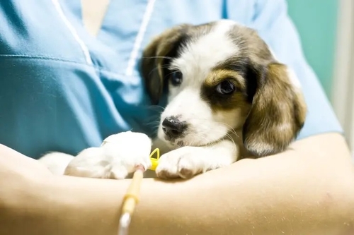 Latest company news about ミステリー ウイルスはたくさんの犬を殺す—ミシガン州の大抵子犬
