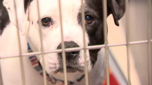 Latest company news about Parvoはミシガン州のたくさんの犬の死を責任にした:どんなペットを知る所有者がべきであるか