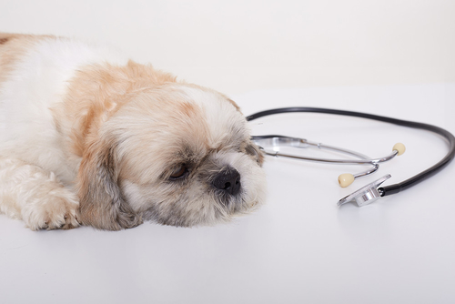 最新の企業ニュース 犬 の 呼吸 器 疾患: 知ら なけれ ば なら ない 事柄
