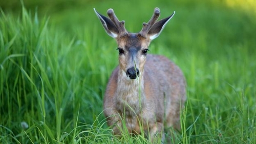 最新の企業ニュース ゾンビ の 鹿 病: 野生 動物 と 健康 に 対する 沈黙 的 な 脅威