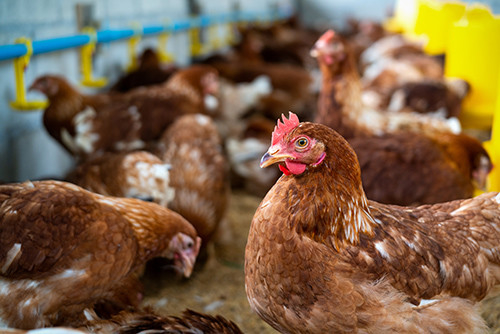 最新の企業ニュース 新たに発生する脅威: H5N1 の3人目のヒト症例が確認
