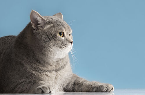 最新の企業ブログについて 国際猫の日: 啓発と迅速な検査を通じて猫の健康を守る